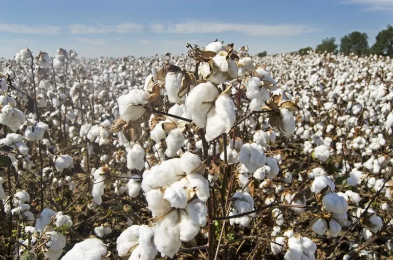 Cotton is no longer Pakistan’s White Gold. It is a ghost crop