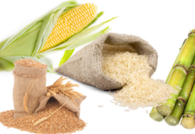 Planning Commission warns of higher food imports next year due to 13.5% contraction in key crops