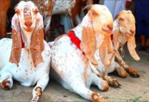 Sacrificial animal prices soar by 50-70% ahead of Eidul Adha, leaving buyers frustrated