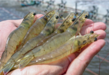 Pakistan launches Rs90 million initiative to protect sea turtles during shrimp trawling