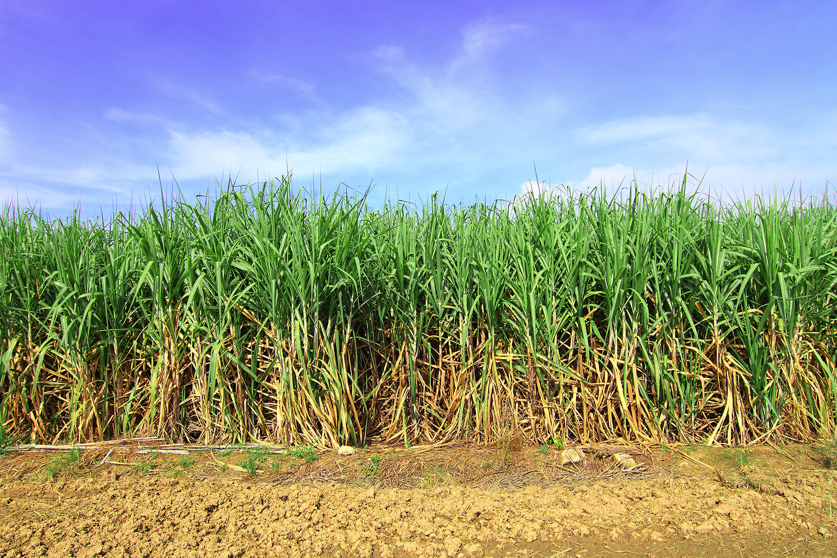 Sugar crushing season to begin from November 15