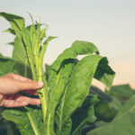 female-researcher-examined-tobacco-leaves