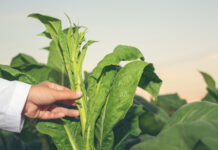 What is happening to KP’s tobacco farmers?