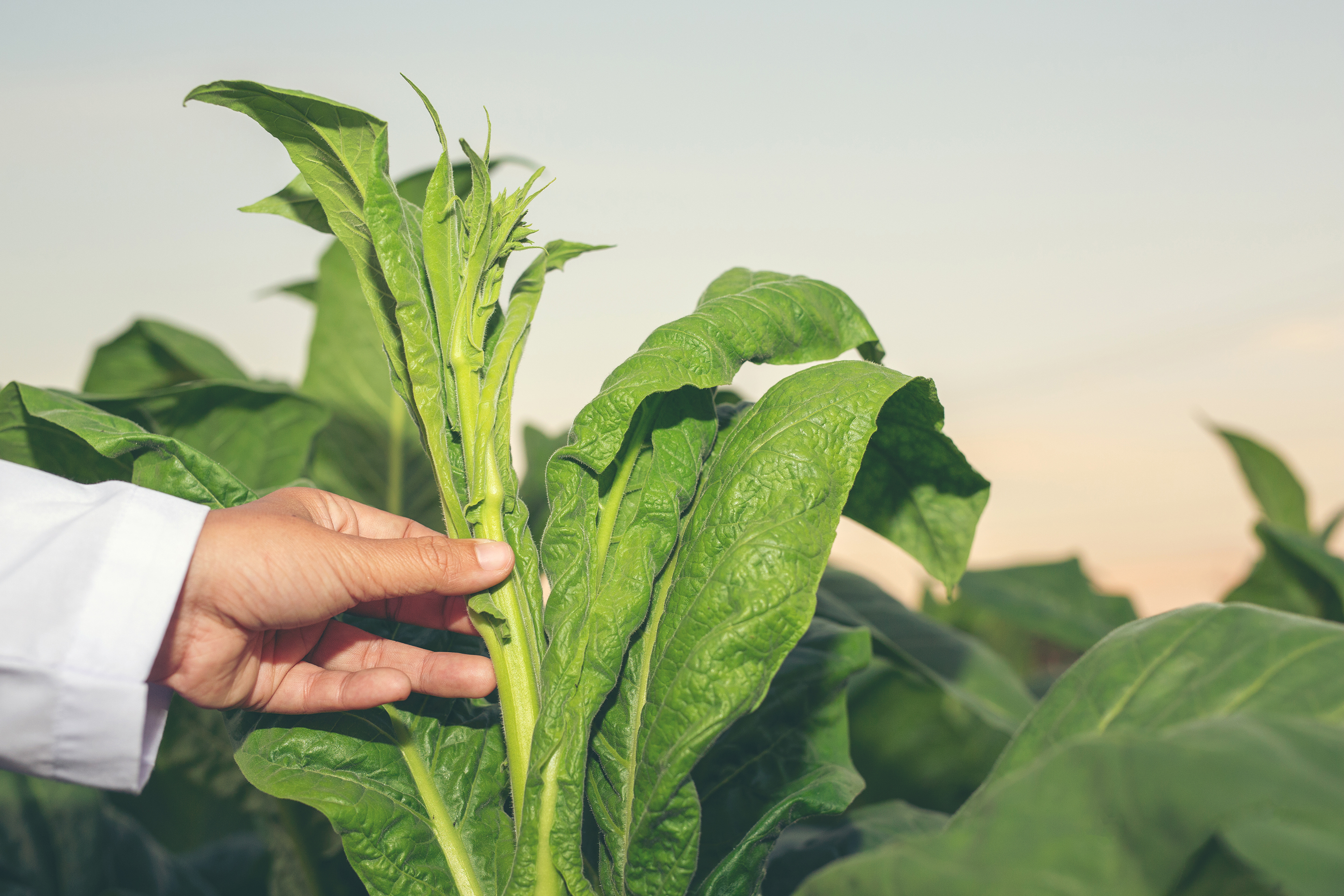 What is happening to KP’s tobacco farmers?