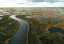 Wetlands vanish at fastest rate, risking $39 trillion loss by 2050, report says