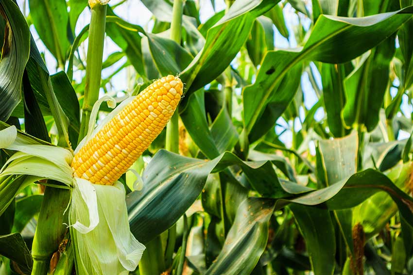 Singapore based company proposes climate-resilient hybrid corn seeds for Pakistan