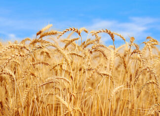 KP questions Bureau of Statistics over wheat price variations