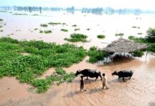 IMF sees limited impact of floods on Pakistan’s economy, revenue targets remain largely on track: report
