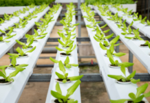 Pakistan explores hydroponics and aquaponics to boost climate resilience and farming efficiency