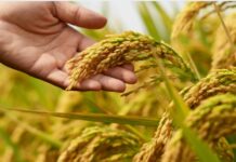 Punjab floods affect 10–12% of rice crop, says REAP