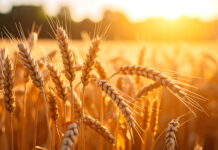 A year of wheat and water