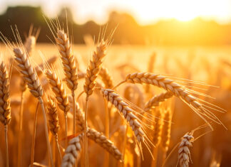 A year of wheat and water