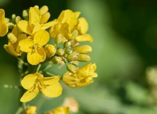 Why is Pakistan buying Canadian Canola?