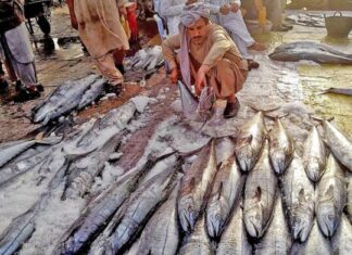 Pakistan looks to improve $465 million seafood exports with new processing zone at Korangi.