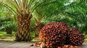 Palm oil sits at the heart of Pakistan’s food economy