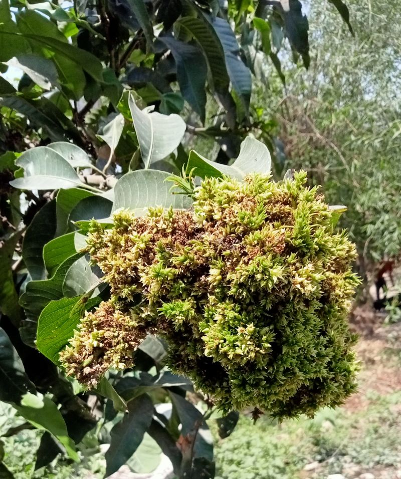 This year’s mango crop is dying from disease. How deadly is it, and is there a way out? 
