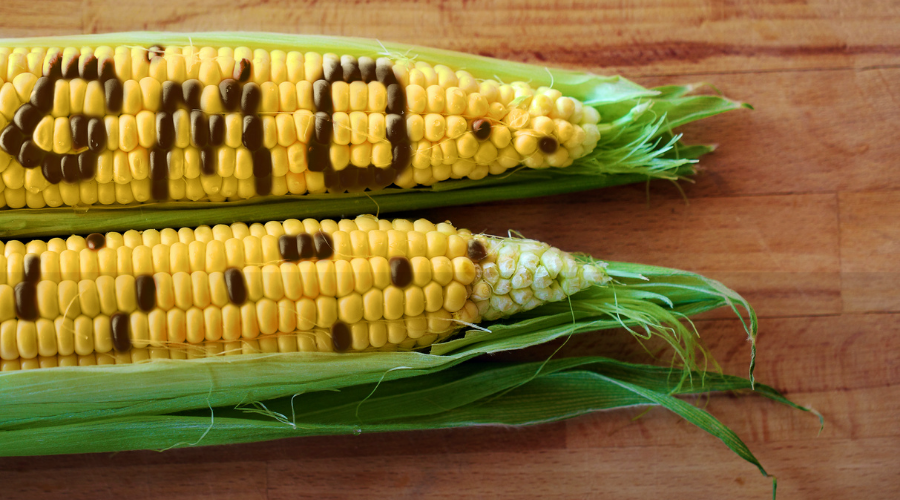 Govt decides major amendments to liberalise GMO import rules